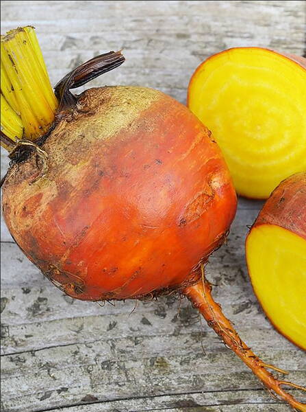 Betterave "Golden Eye" (50000 seeds)